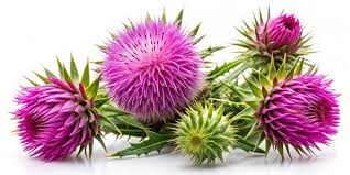 Attēlu rezultāti vaicājumam “Silybum marianum fruit”