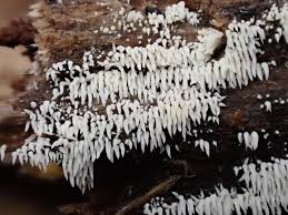 Attēlu rezultāti vaicājumam “Mucronella calva”