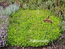 Attēlu rezultāti vaicājumam “Thymus pulegioides leaf”