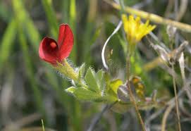 Image result for Lotus tetragonolobus