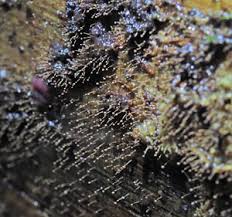 Attēlu rezultāti vaicājumam “Clastoderma debaryanum macro”