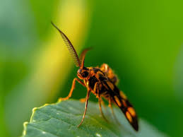 Attēlu rezultāti vaicājumam “Blattoptera”