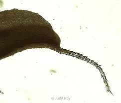 Attēlu rezultāti vaicājumam “Heterotrichia oerstedii (syn. Arcyria oerstedii) stalked”