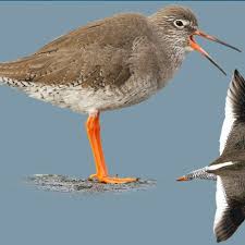 Attēlu rezultāti vaicājumam “Tringa totanus”