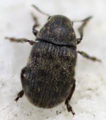 Attēlu rezultāti vaicājumam “Anthribus nebulosus”