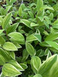 Attēlu rezultāti vaicājumam “Polygonatum odoratum flower”