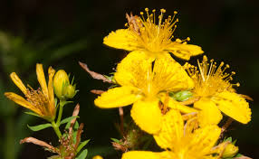 Attēlu rezultāti vaicājumam “Hypericum perforatum”