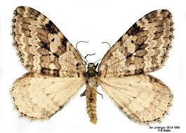 Attēlu rezultāti vaicājumam “Epirrita sp.”