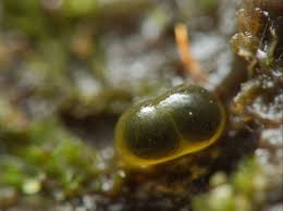 Attēlu rezultāti vaicājumam “Colloderma oculatum”