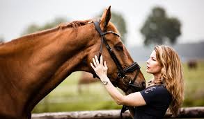 Afbeeldingsresultaat voor paarden