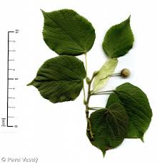 Attēlu rezultāti vaicājumam “Tilia platyphyllos subsp. cordifolia”