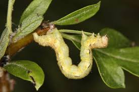 Attēlu rezultāti vaicājumam “Erannis defoliaria larva”