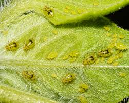 Attēlu rezultāti vaicājumam “Thecabius affinis nymph”