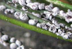 Attēlu rezultāti vaicājumam “Badhamia foliicola”