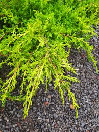 Attēlu rezultāti vaicājumam “Juniperus chinensis”