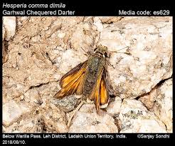 Attēlu rezultāti vaicājumam “Hesperia comma”