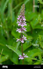 Attēlu rezultāti vaicājumam “Stachys palustris flower”