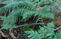 Attēlu rezultāti vaicājumam “Cinna latifolia”
