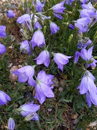 Attēlu rezultāti vaicājumam “Campanula rotundifolia”