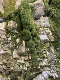 Attēlu rezultāti vaicājumam “Eucladium verticillatum”