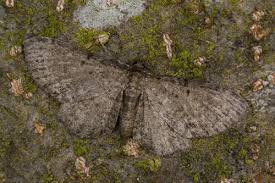 Attēlu rezultāti vaicājumam “Anticollix sparsata”