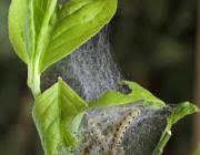 Attēlu rezultāti vaicājumam “Yponomeuta malinellus / cagnagella larva”