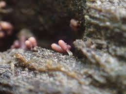 Attēlu rezultāti vaicājumam “Arcyria minuta macro”