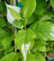 Attēlu rezultāti vaicājumam “Actinidia kolomikta”