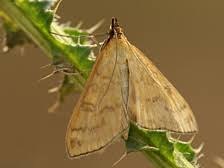 Attēlu rezultāti vaicājumam “Mecyna flavalis”