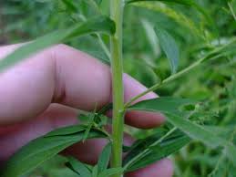 Attēlu rezultāti vaicājumam “Solidago canadensis leaf”