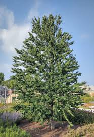 Attēlu rezultāti vaicājumam “Cercidiphyllum japonicum”