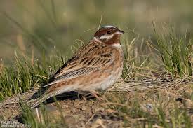Image result for Emberiza leucocephalos