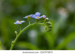 Attēlu rezultāti vaicājumam “Myosotis scorpioides bud”