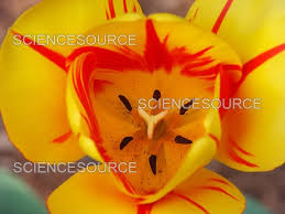 Attēlu rezultāti vaicājumam “Tulipa gesneriana flower”