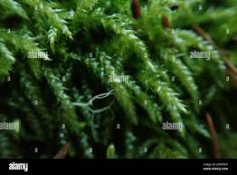 Attēlu rezultāti vaicājumam “Sciuro-hypnum”