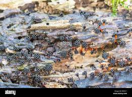 Attēlu rezultāti vaicājumam “Metatrichia vesparia stalked”