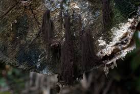 Attēlu rezultāti vaicājumam “Stemonaria irregularis”