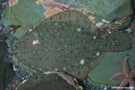 Image result for Pseudopleuronectes americanus