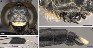Attēlu rezultāti vaicājumam “Leucorrhinia”