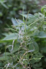 Attēlu rezultāti vaicājumam “Epilobium roseum”