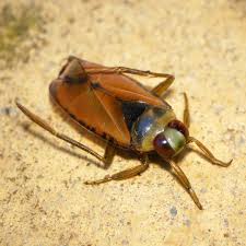 Attēlu rezultāti vaicājumam “Notonecta glauca”