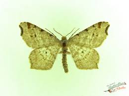 Attēlu rezultāti vaicājumam “Macaria alternata”