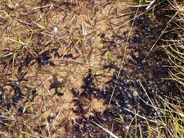 Attēlu rezultāti vaicājumam “Scorpidium revolvens”