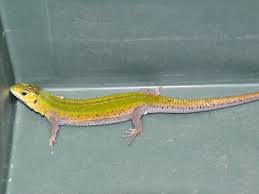 Attēlu rezultāti vaicājumam “Lacerta agilis”