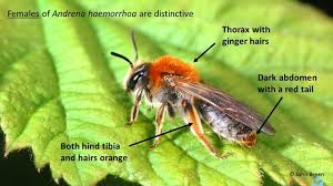 Attēlu rezultāti vaicājumam “Andrena haemorrhoa female”