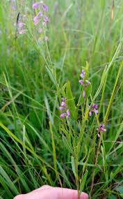 Attēlu rezultāti vaicājumam “Polygala comosa leaf”