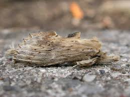 Attēlu rezultāti vaicājumam “Pterostoma palpina”