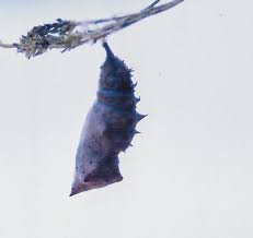 Attēlu rezultāti vaicājumam “Nymphalis pupa”