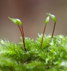 Attēlu rezultāti vaicājumam “Bryoerythrophyllum recurvirostrum sporophyte”