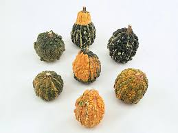 Attēlu rezultāti vaicājumam “Cucurbita pepo fruit”